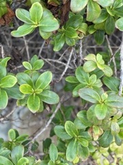 Myoporum laetum