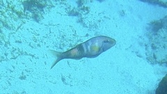 Parupeneus multifasciatus