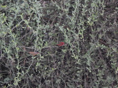 Lagonosticta senegala