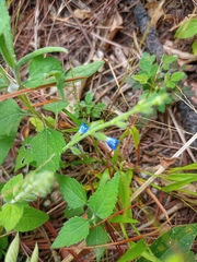 Salvia misella