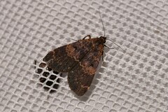 Hydrillodes funestalis