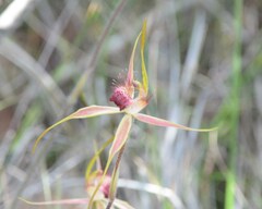 Caladenia decora