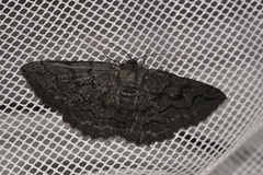 Melanodes anthracitaria