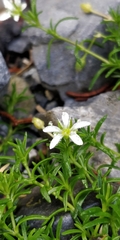 Moehringia
