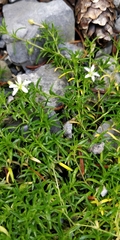 Moehringia