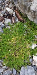 Moehringia