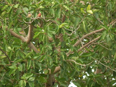 Lagonosticta senegala