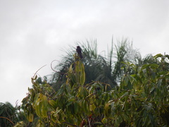 Melaenornis edolioides