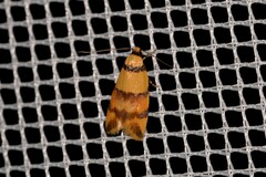 Saphezona pholidoxantha