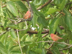 Lagonosticta senegala