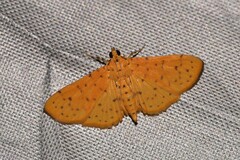 Conogethes