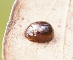 Paropsisterna rufipes