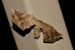 Parepisparis pallidus