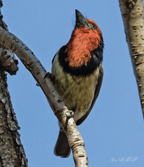 Lybius torquatus torquatus