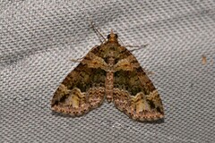 Crasilogia gressitti