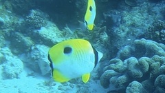 Chaetodon unimaculatus