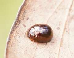 Paropsisterna rufipes