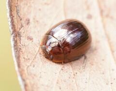 Paropsisterna rufipes