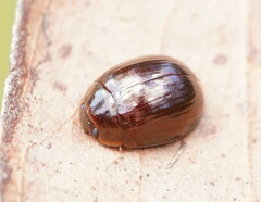 Paropsisterna rufipes