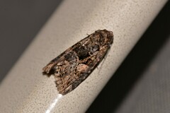 Condica macrosema