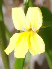 Goodenia varia