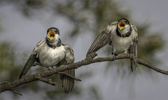 Hirundo albigularis