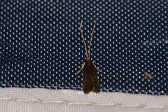 Lecithocera terrigena