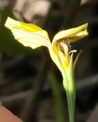 Goodenia varia