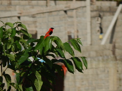 Euplectes franciscanus