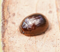 Paropsisterna rufipes