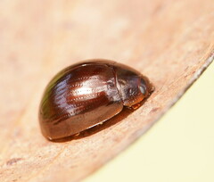 Paropsisterna rufipes
