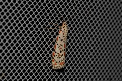 Utetheisa pulchelloides