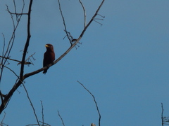 Eurystomus glaucurus