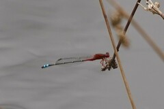 Xanthagrion erythroneurum