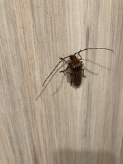 Prionoplus reticularis