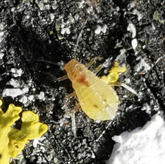 Euceraphis