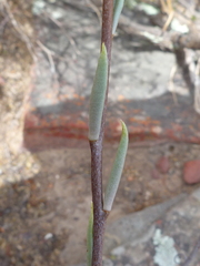 Tylecodon ventricosus