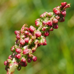 Rumex acetosa
