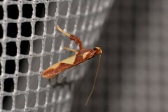 Caloptilia xanthopharella