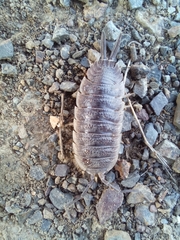 Porcellio hoffmannseggii