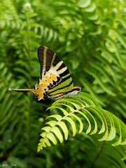 Graphium antiphates itamputi
