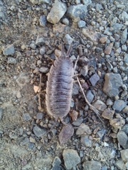 Porcellio hoffmannseggii