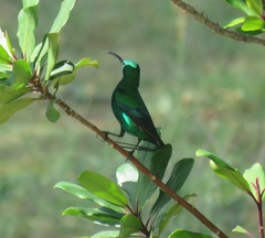 Nectarinia famosa famosa