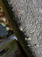 Euceraphis