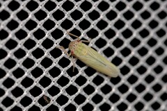 Cofana spectra