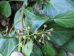 Hedera rhombea