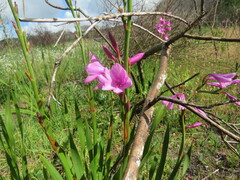 Watsonia borbonica