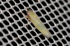 Cofana spectra