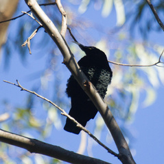 Ptiloris paradiseus
