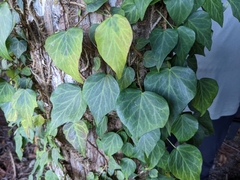 Hedera rhombea